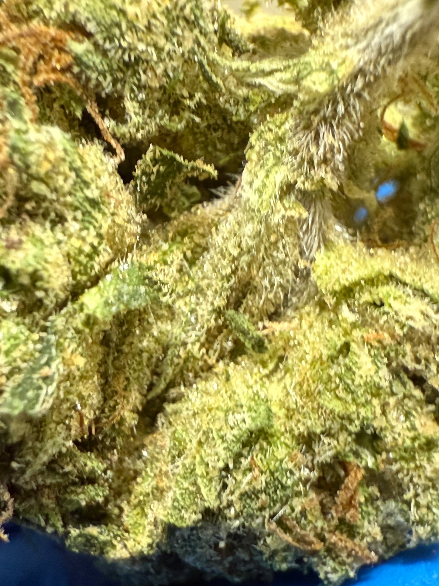 Daily Driver Hemp Flower - Bubblegum Gelato