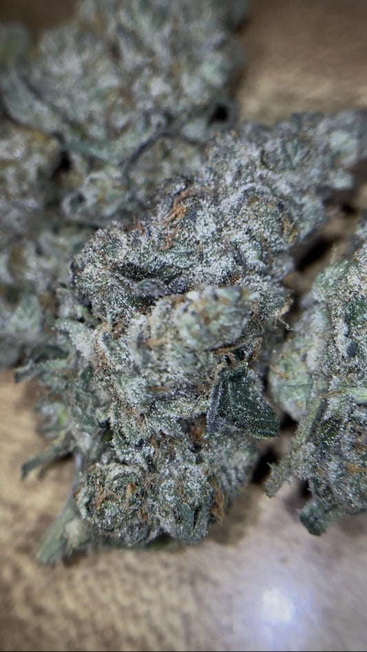THCA Craft Indoor - Animal Tsunami