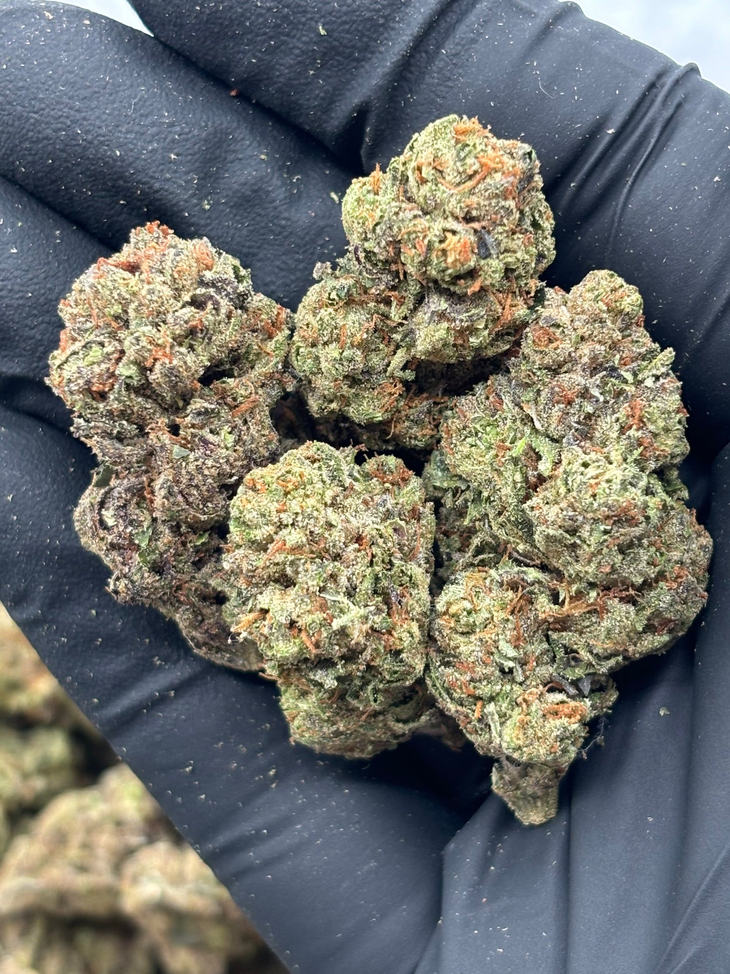 Daily Driver THCA Flower Pounds