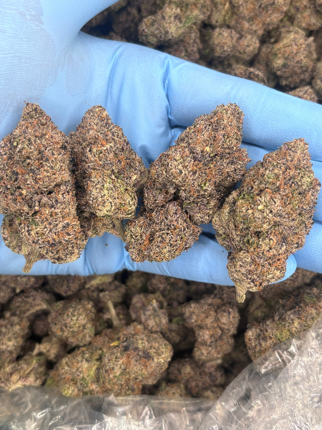 How to Store THCA Flower (Keep It Fresh Longer)
