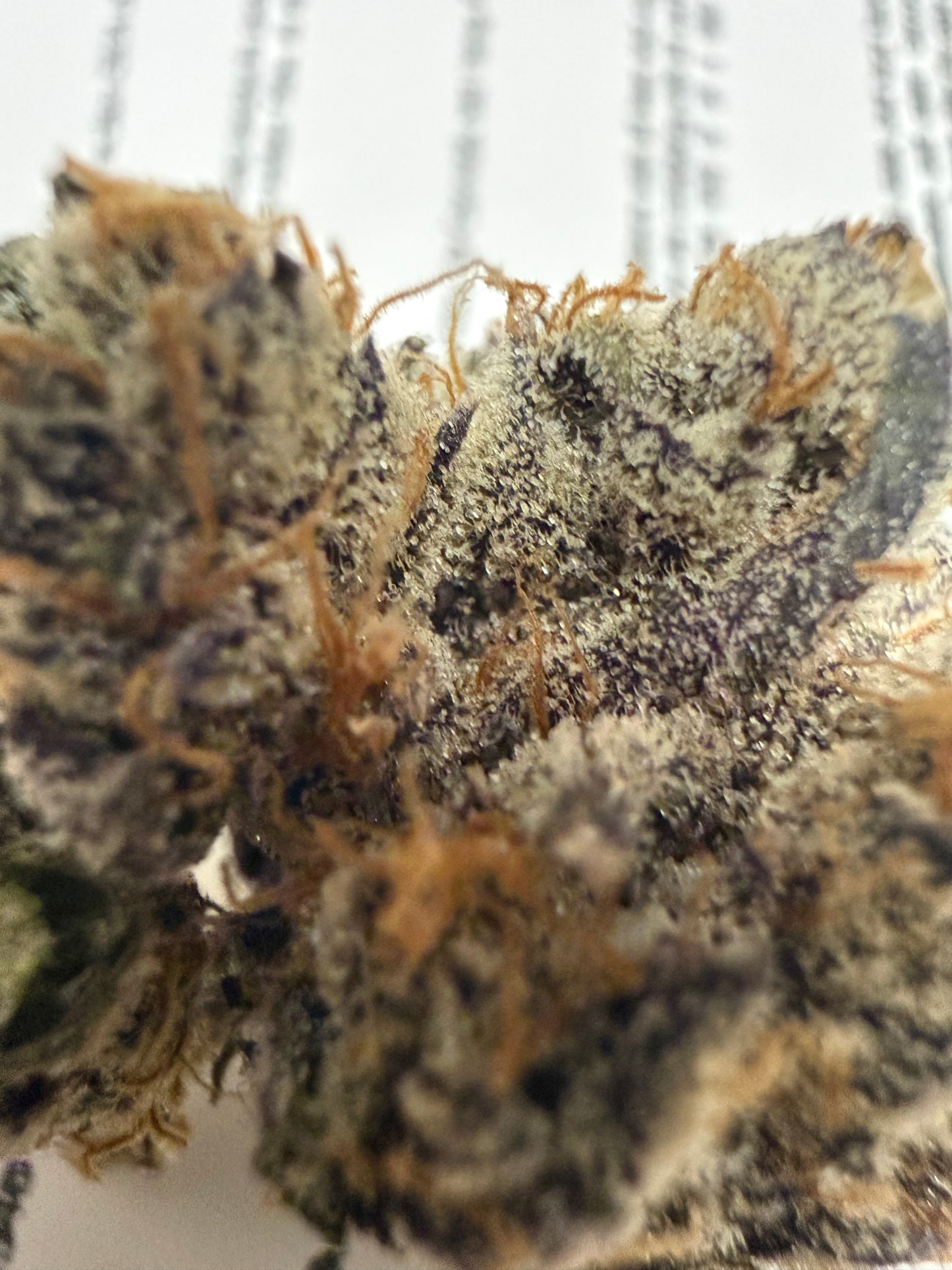 Premium Indoor THCA Hemp - Lemon Slam