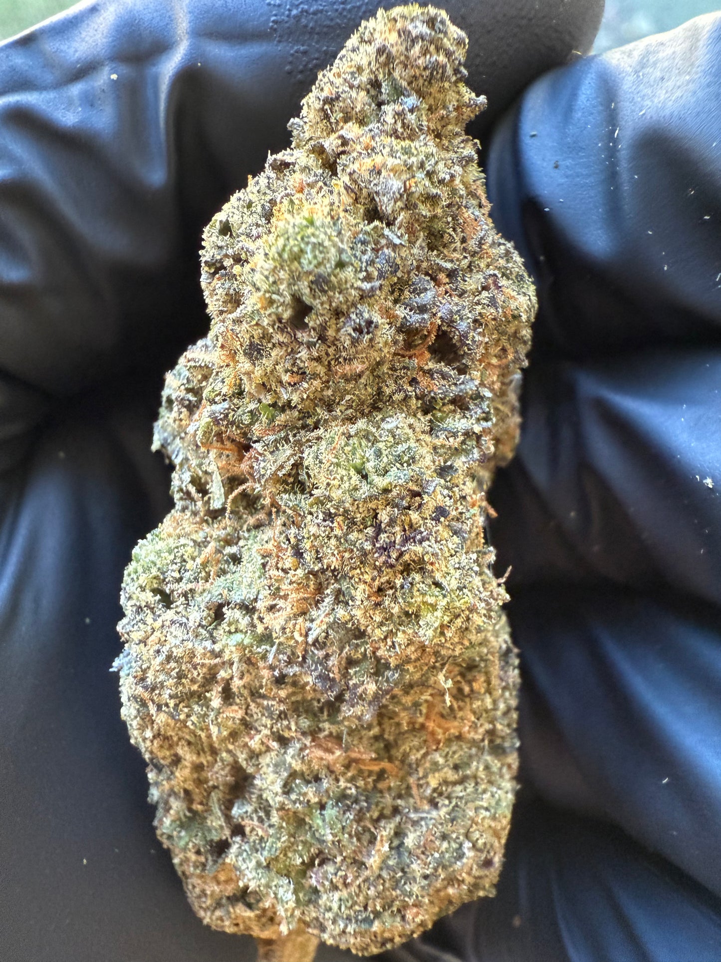 Premium Indoor THCA Hemp - Sherb Cream Pie