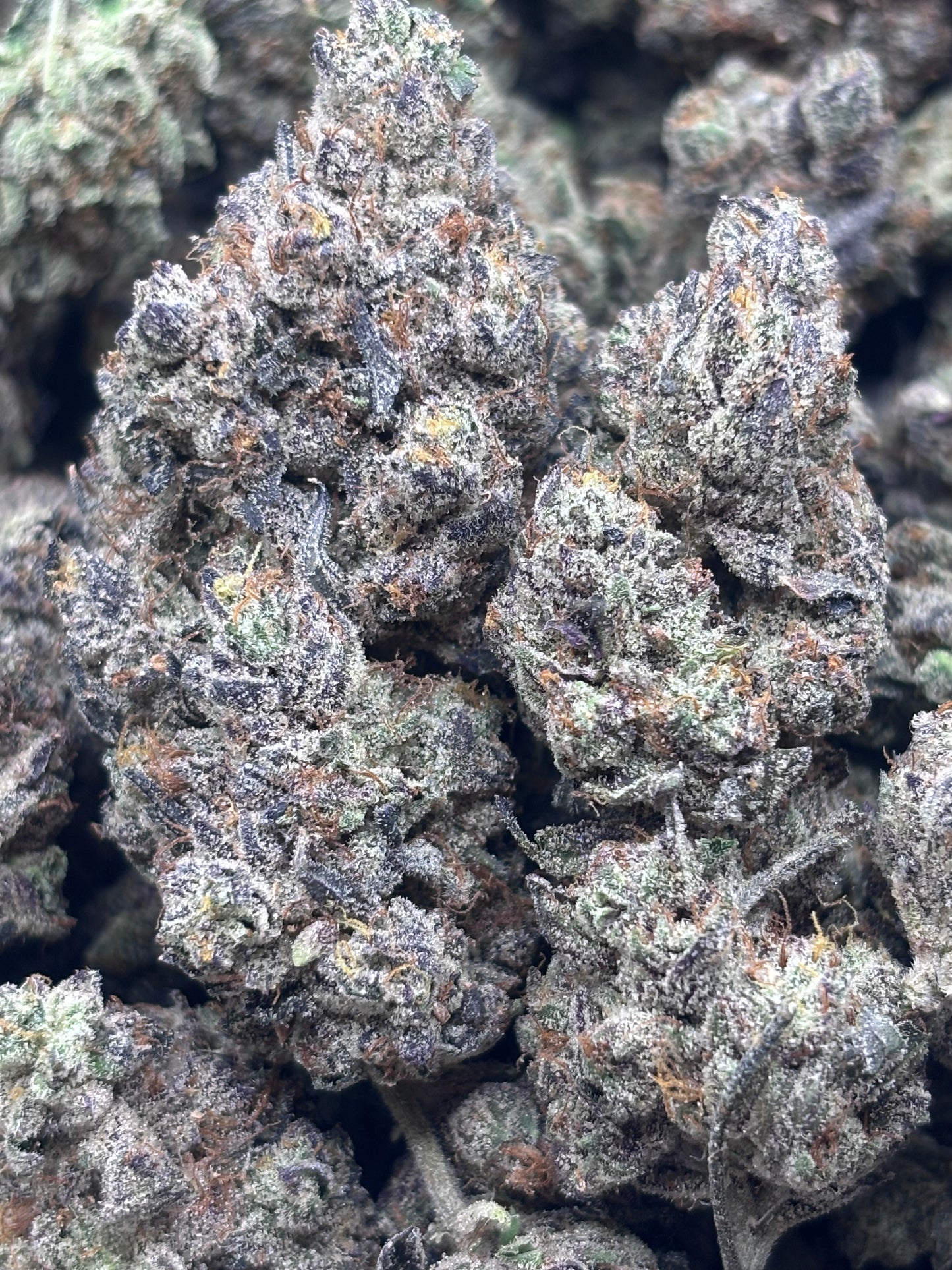 Premium Indoor THCA Hemp - Rocket Fuel
