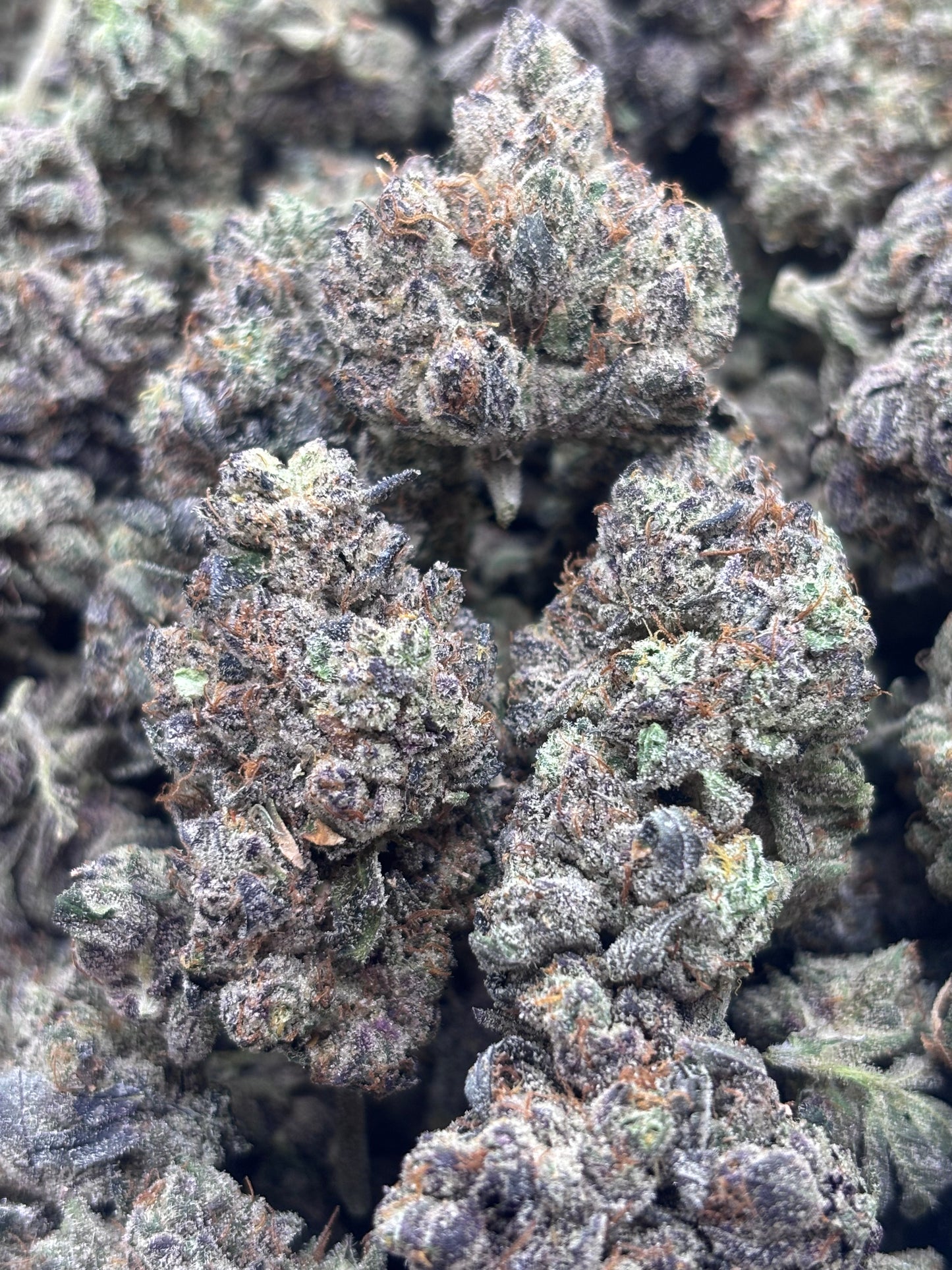 Premium Indoor THCA Hemp - High Society