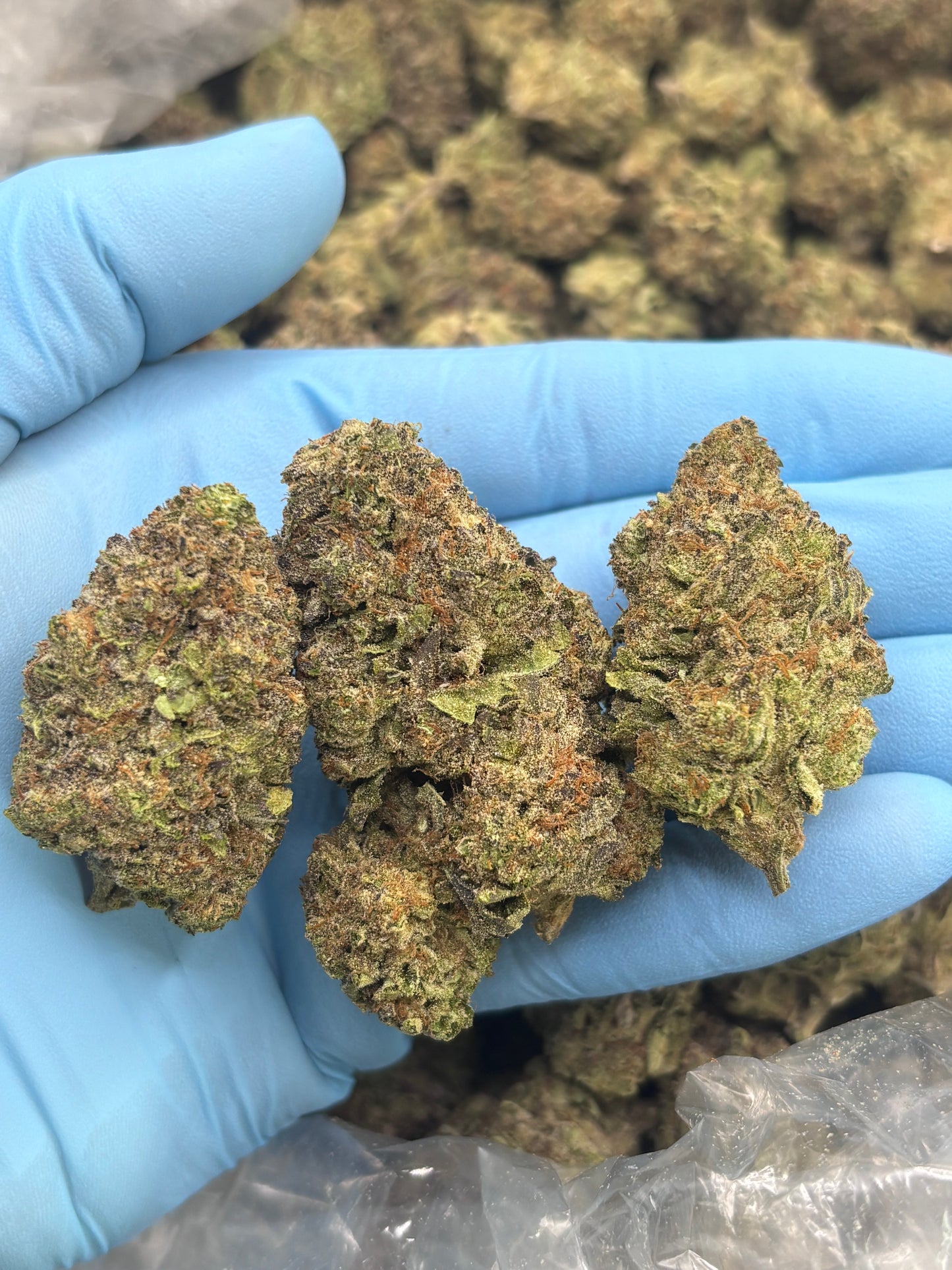 Light Dep THCA Hemp - Icy Pop