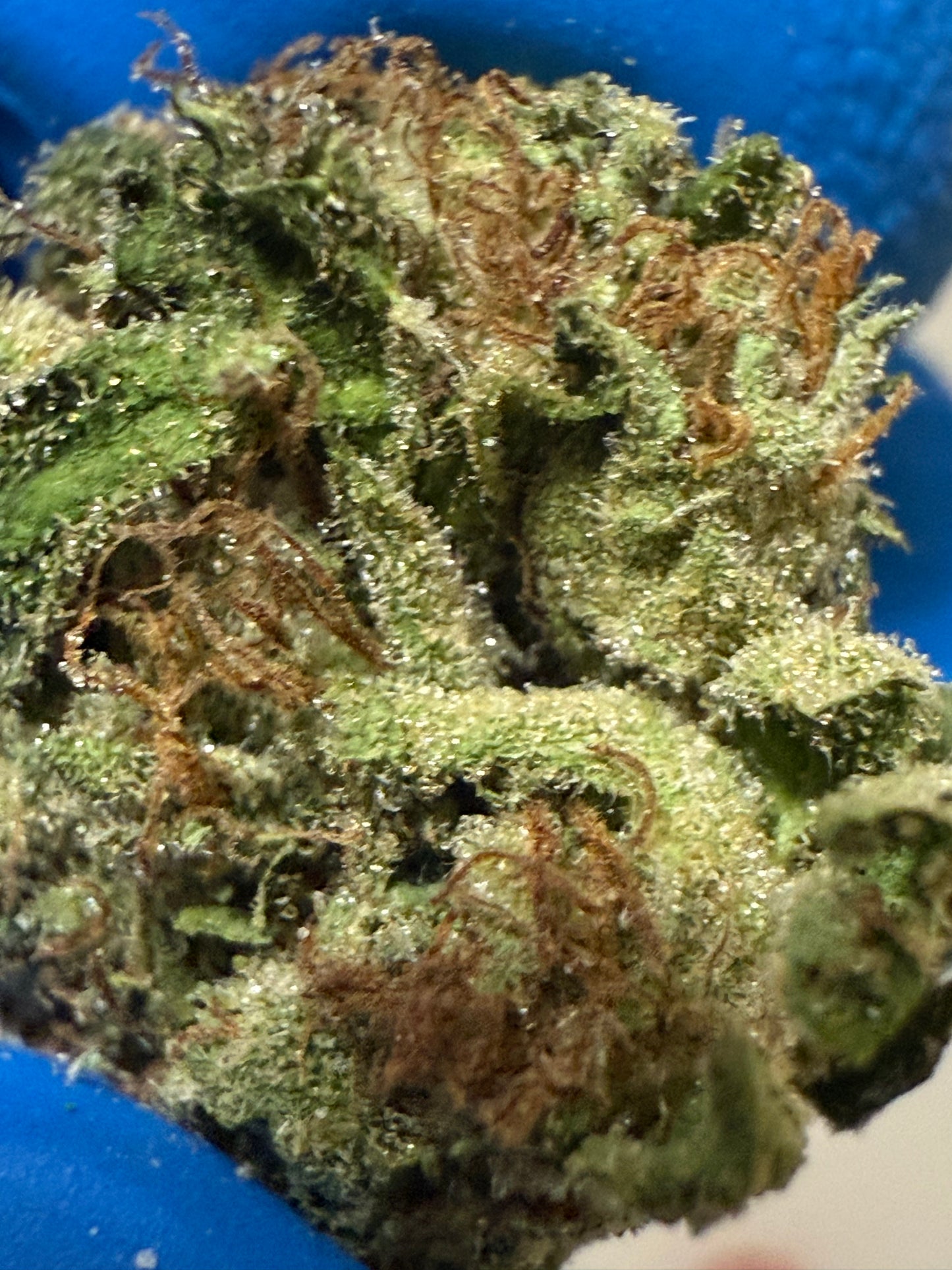 Daily Driver Hemp Flower - Bubblegum Gelato