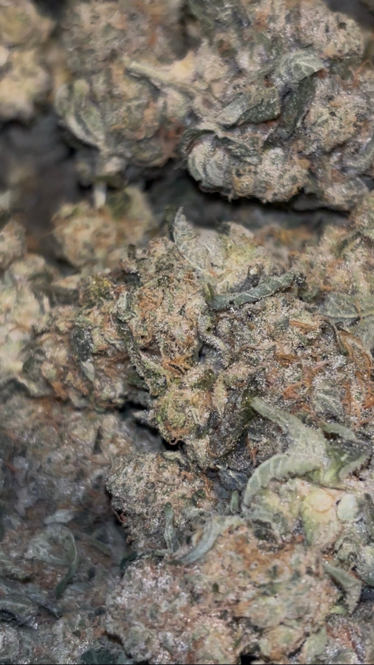 THCA Exotic Indoor - Animal Tsunami