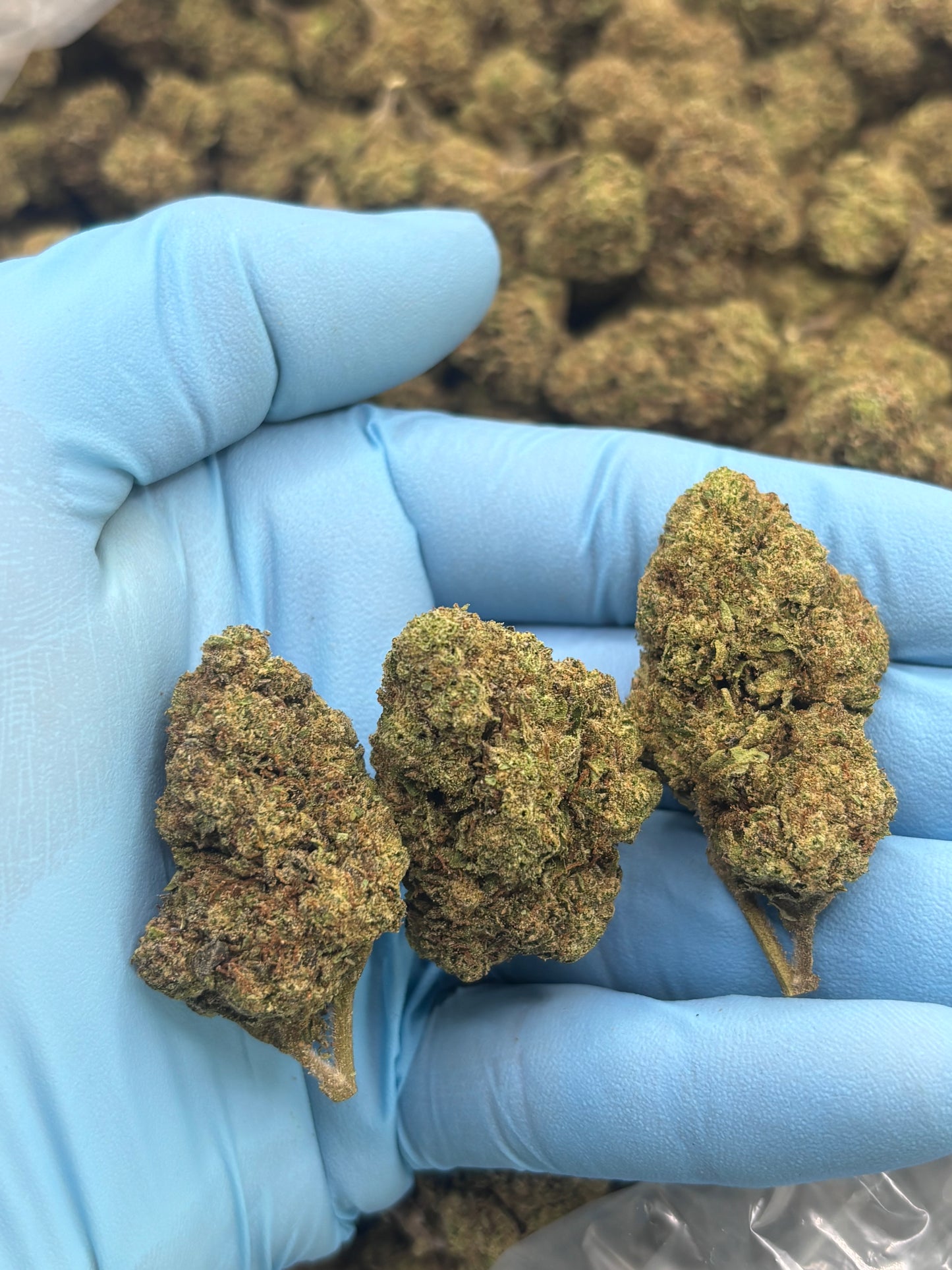 Light Dep THCA Hemp - Lemon Cherry Gelato