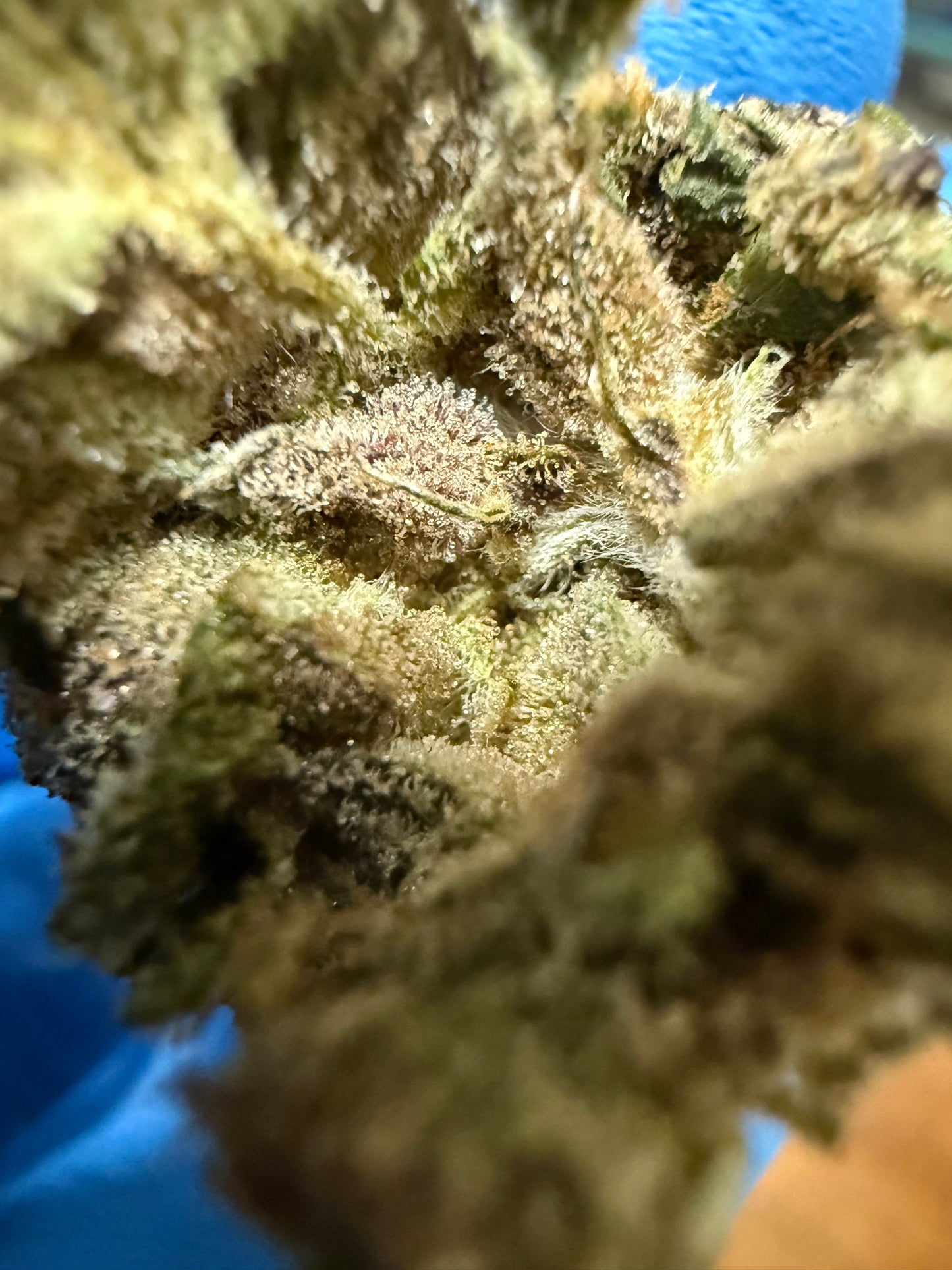 Premium Indoor THCA Hemp - Sherb Cream Pie