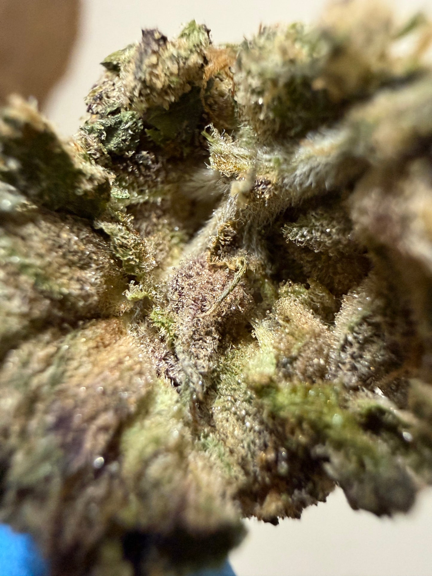 Premium Indoor THCA Hemp - Sherb Cream Pie