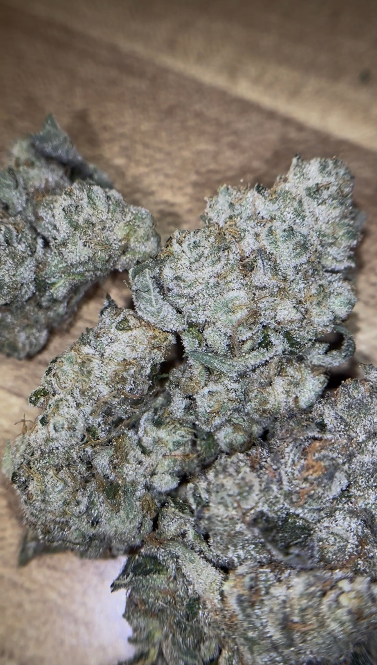 THCA Craft Indoor - Animal Tsunami