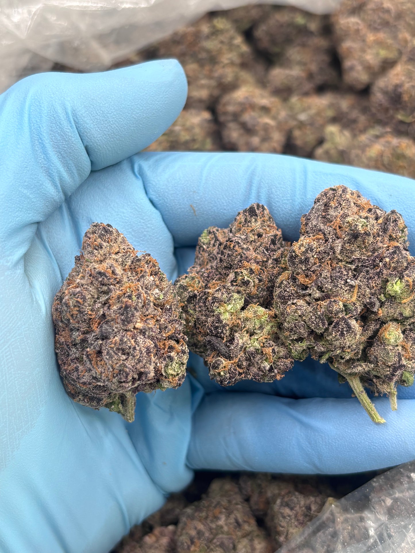 Premium Indoor THCA Hemp - Fish Scale