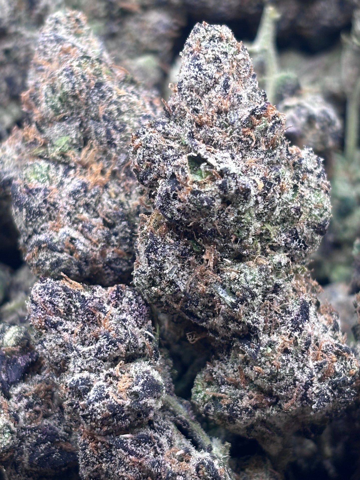Premium Indoor THCA Hemp - Amalfi Lemons