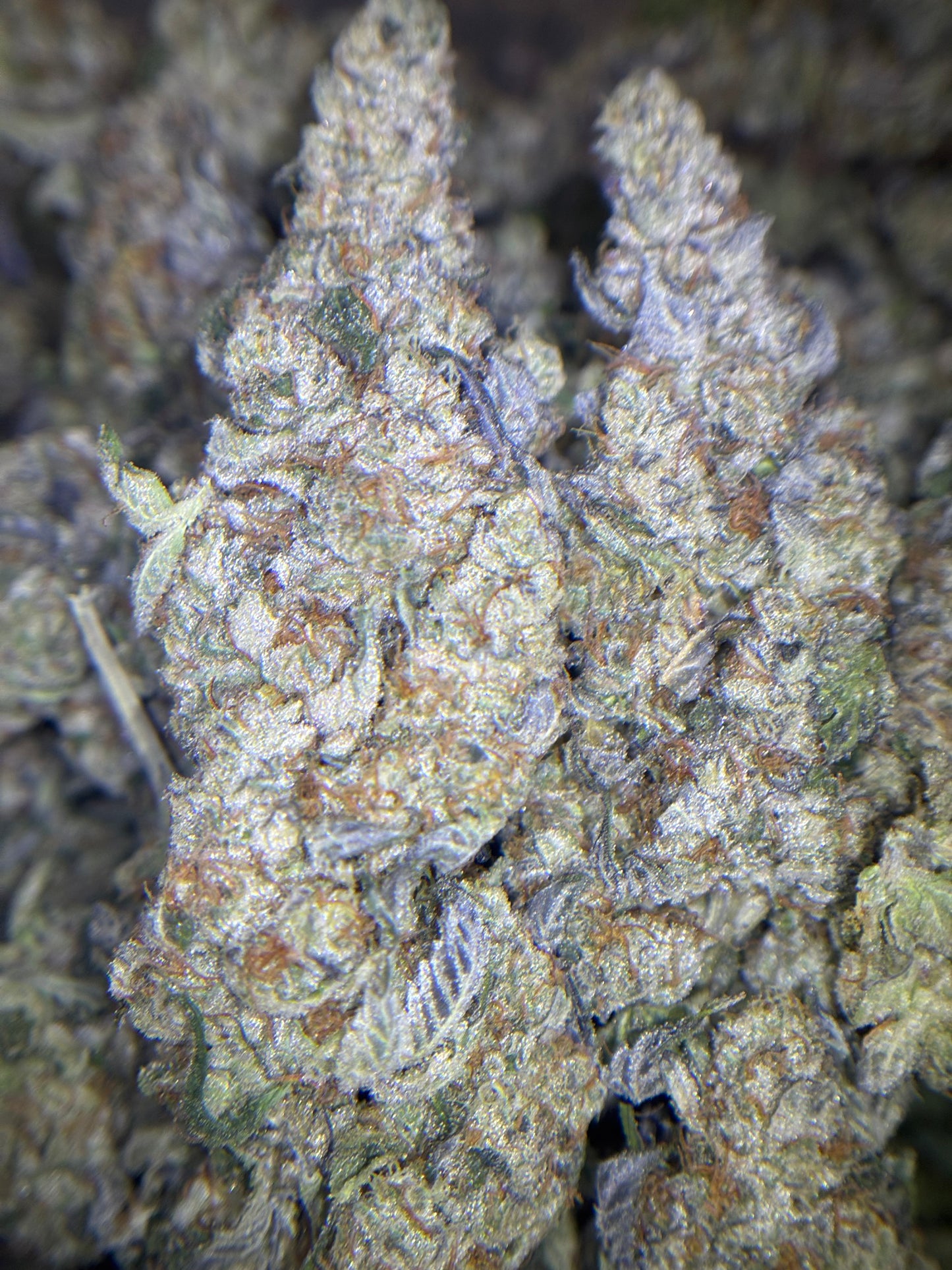 Craft Indoor THCA Hemp - Sherb Cocktail