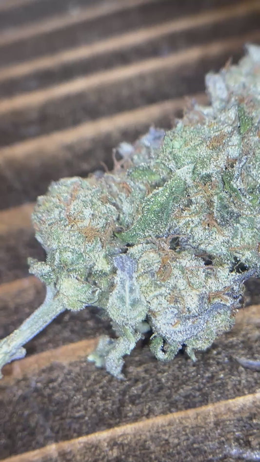 Craft Indoor THCA Hemp - Sherb Cocktail